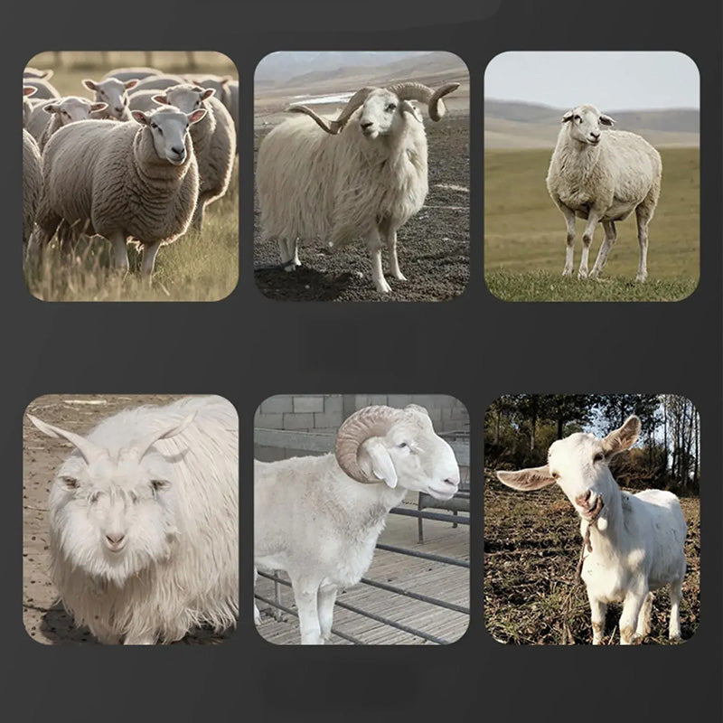 Professional Level Precision Wool Shears