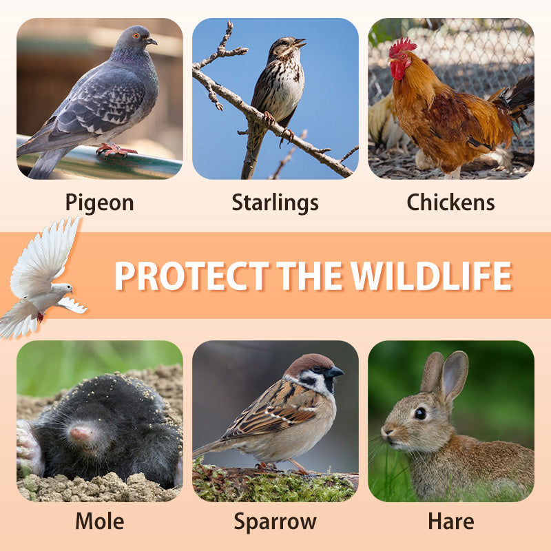 AutoTrap Bird Cage - Entry Only, No Exit, With Base