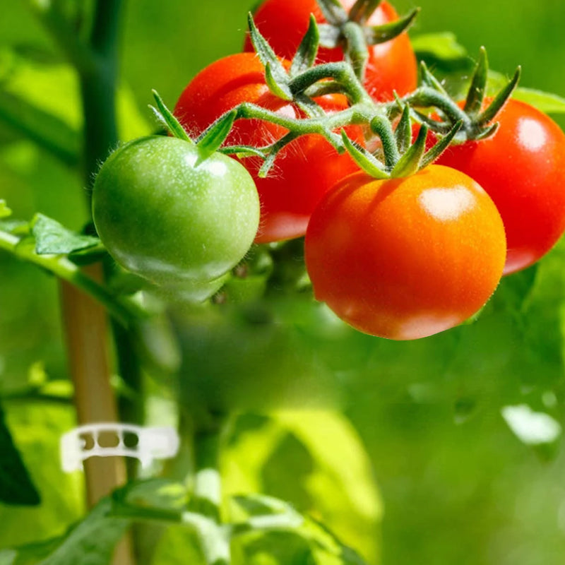 🗜️Clips For Climbing Plants – Plastic tomato ties and plant fasteners 🌱🍅